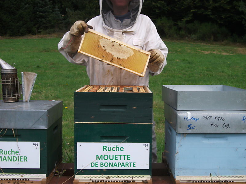 La ruche Mouette de bonaparte