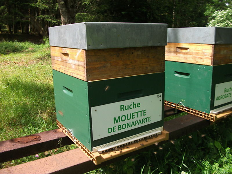La ruche Mouette de bonaparte