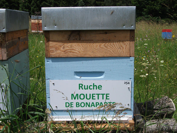La ruche Mouette de bonaparte