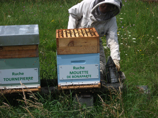 La ruche Mouette de bonaparte