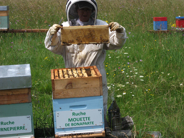 La ruche Mouette de bonaparte