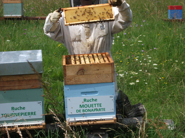 La ruche Mouette de bonaparte
