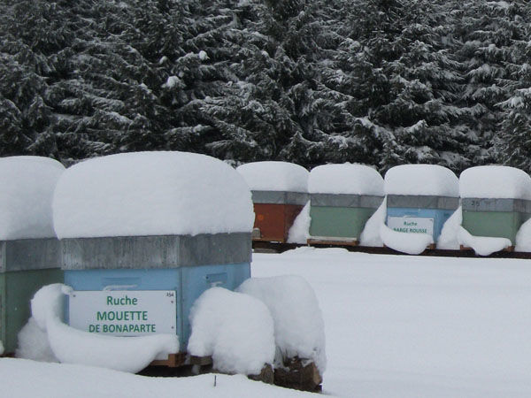 La ruche Mouette de bonaparte