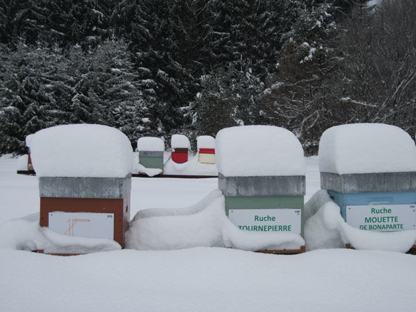 La ruche Mouette de bonaparte