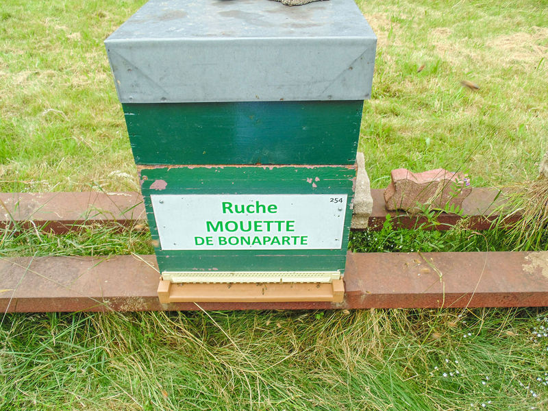 La ruche Mouette de bonaparte