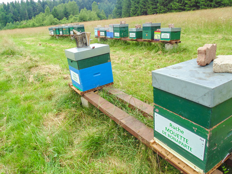 La ruche Mouette de bonaparte