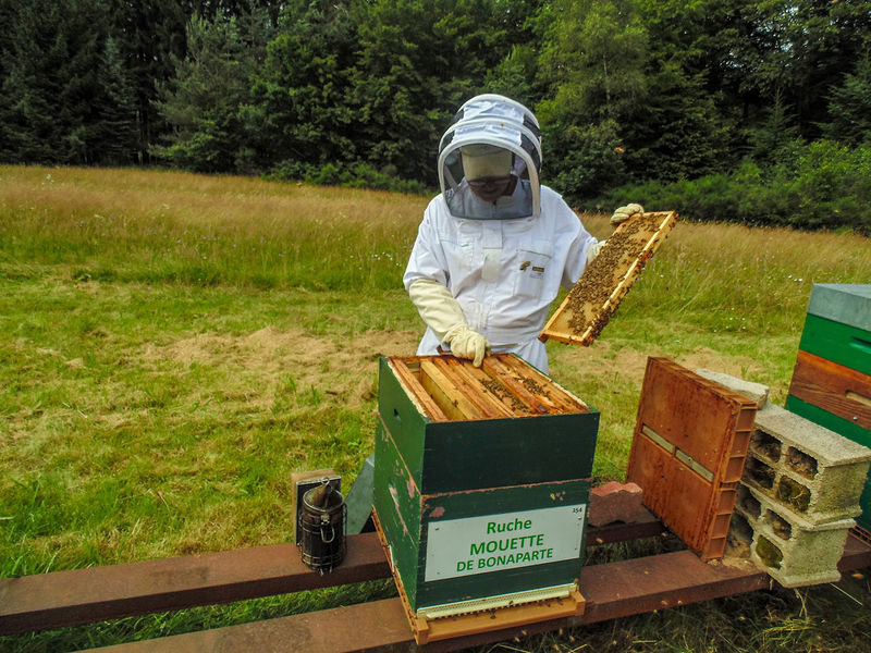 La ruche Mouette de bonaparte