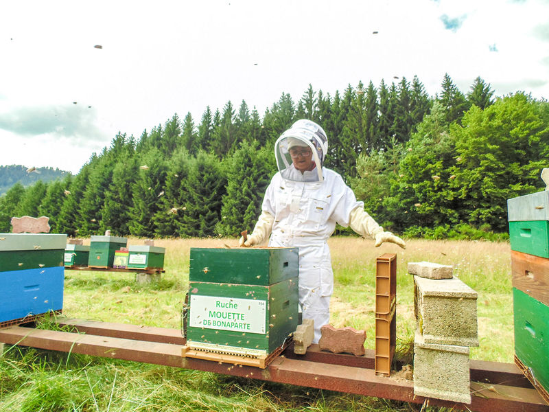 La ruche Mouette de bonaparte