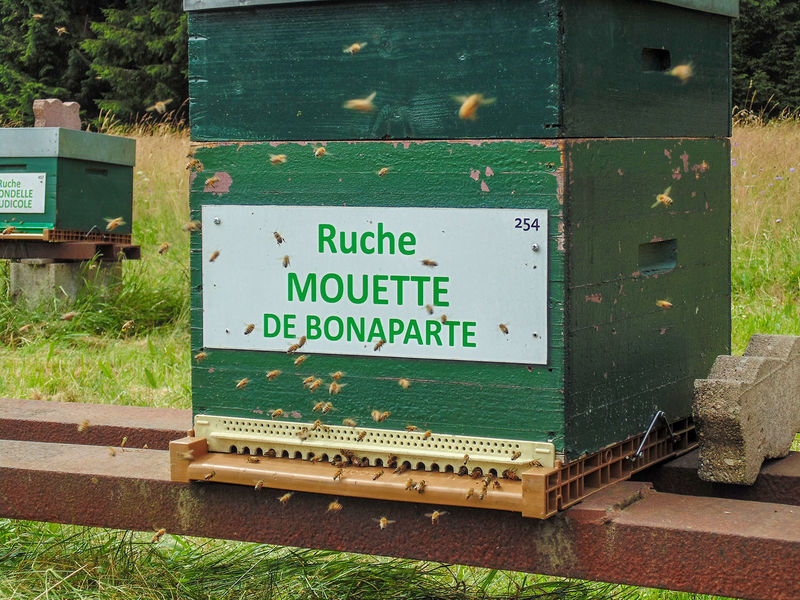La ruche Mouette de bonaparte