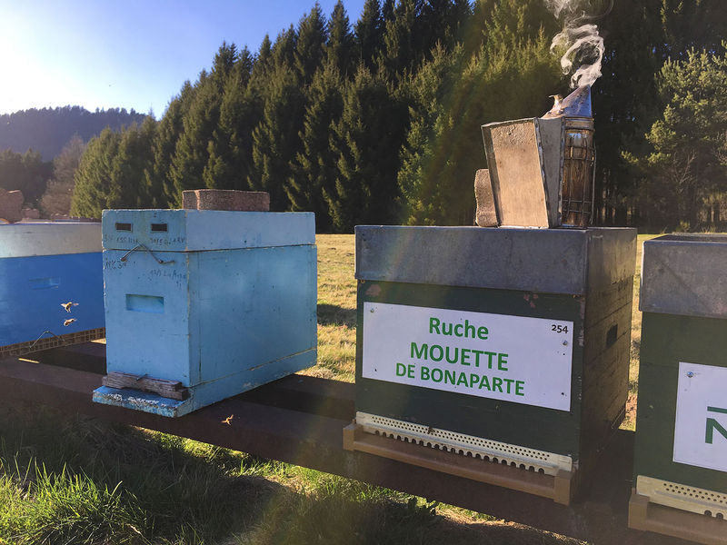 La ruche Mouette de bonaparte