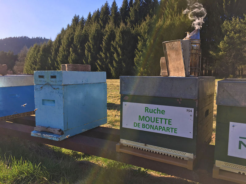 La ruche Mouette de bonaparte