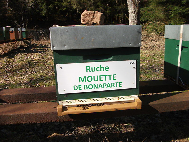 La ruche Mouette de bonaparte