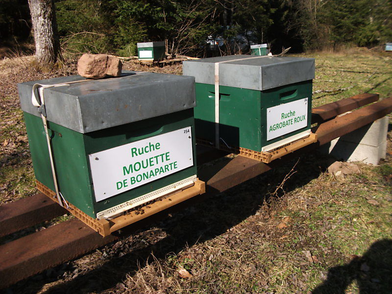 La ruche Mouette de bonaparte