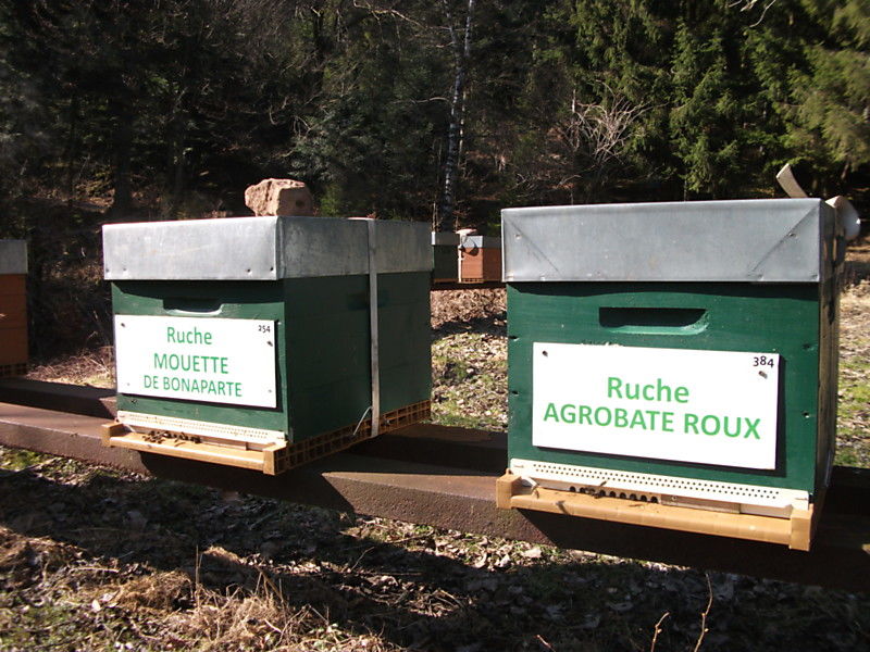 La ruche Mouette de bonaparte
