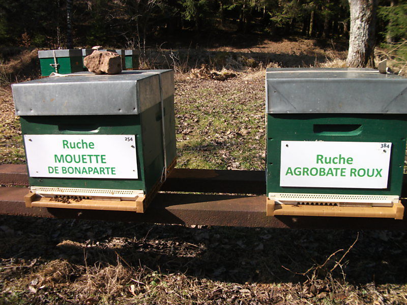 La ruche Mouette de bonaparte
