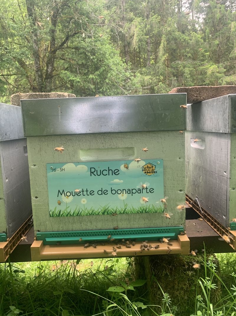 La ruche Mouette de bonaparte