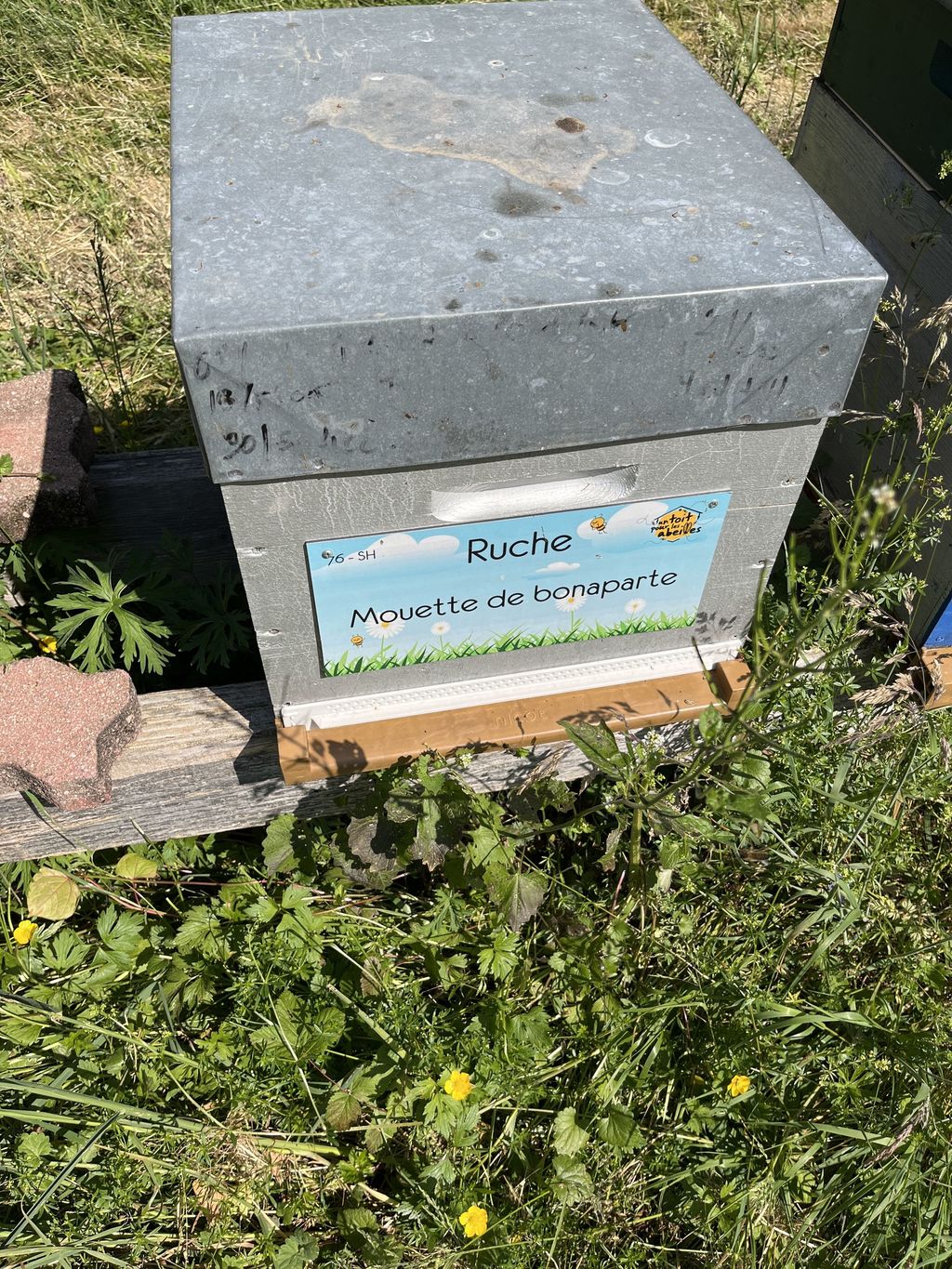 La ruche Mouette de bonaparte