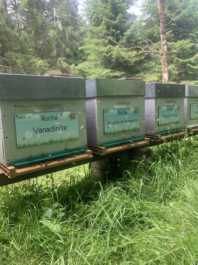 La ruche Mouette de bonaparte