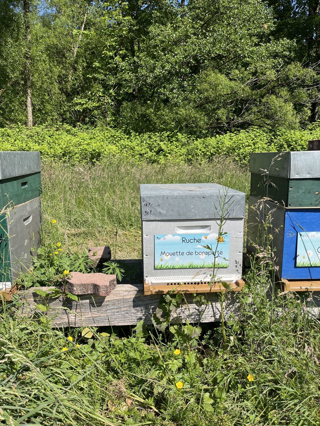 La ruche Mouette de bonaparte