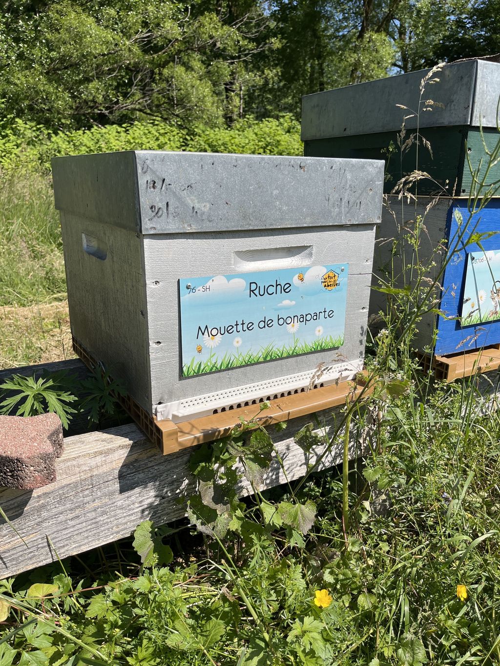 La ruche Mouette de bonaparte