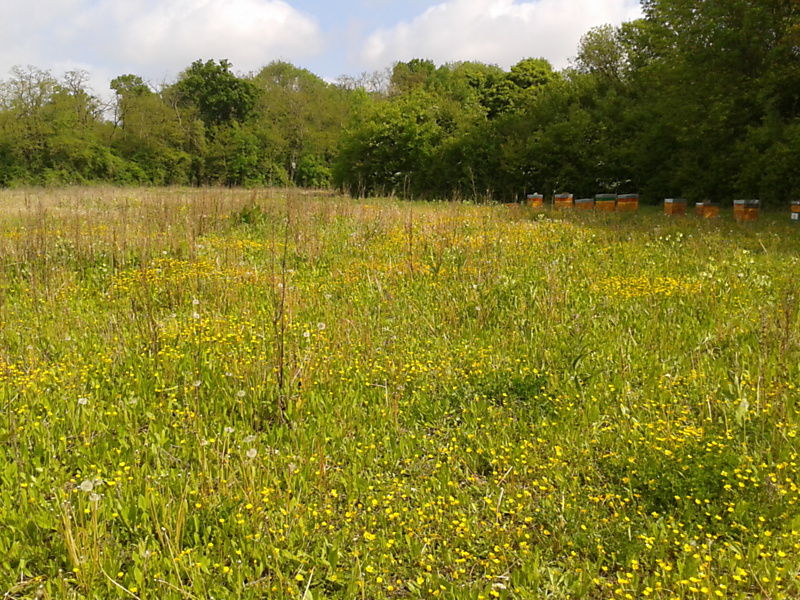 La ruche Cuivre des marais