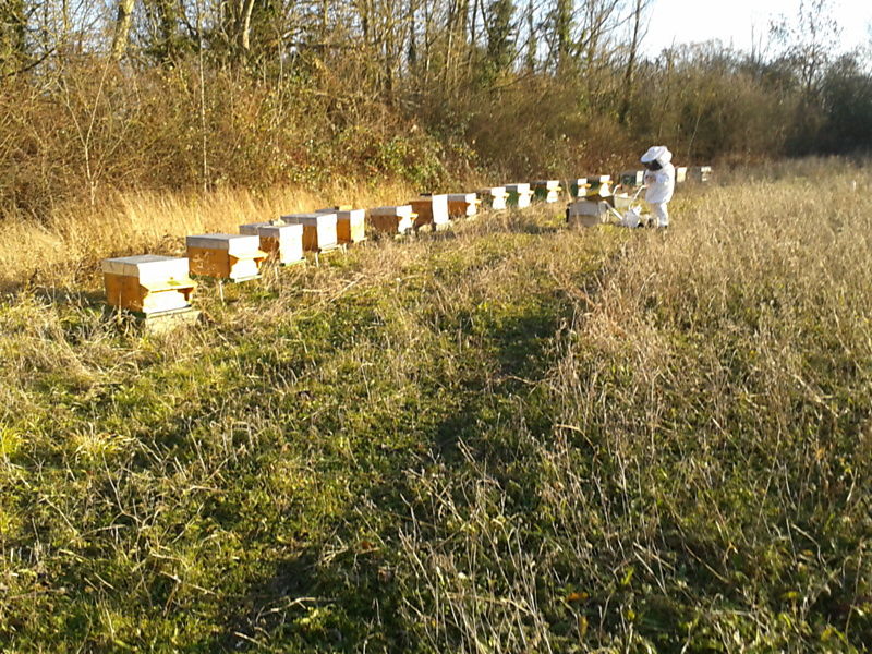 La ruche Cuivre des marais