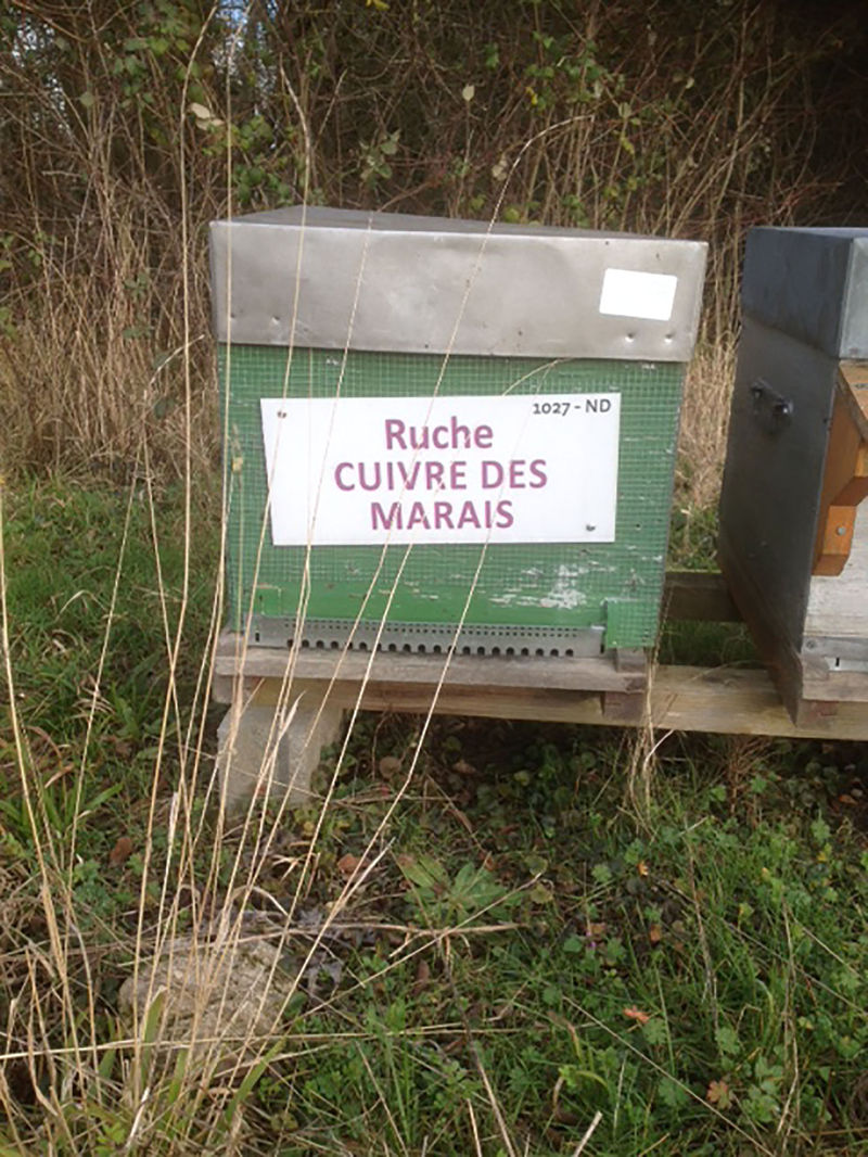 La ruche Cuivre des marais