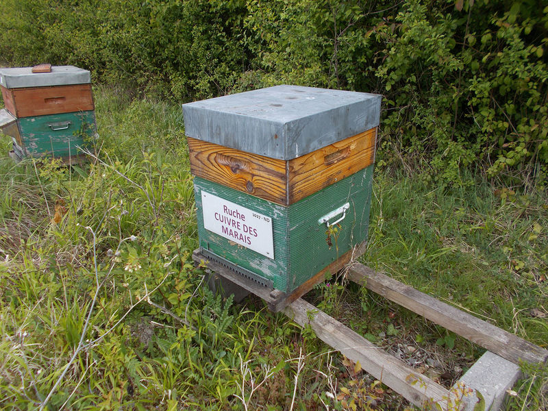 La ruche Cuivre des marais