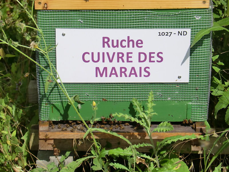 La ruche Cuivre des marais