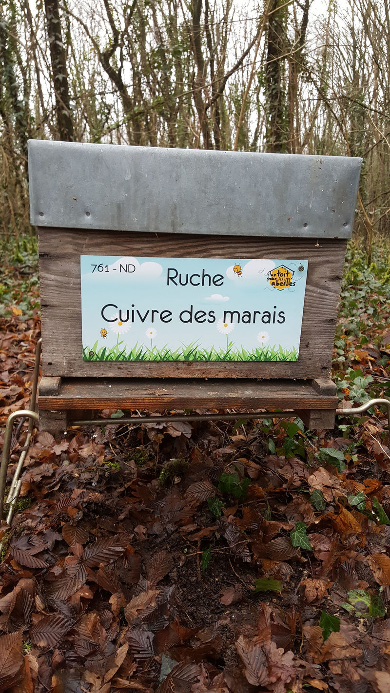 La ruche Cuivre des marais