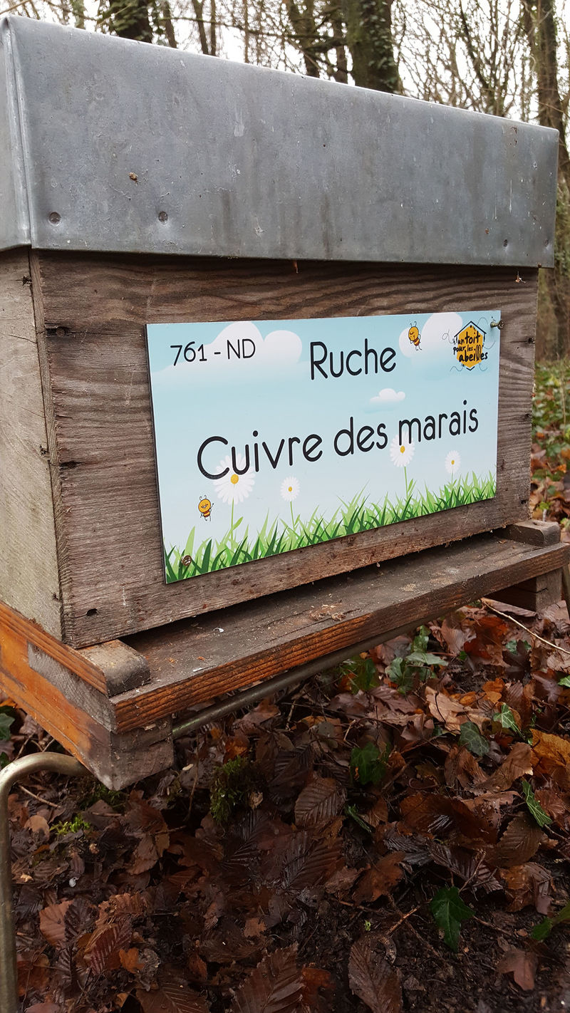 La ruche Cuivre des marais