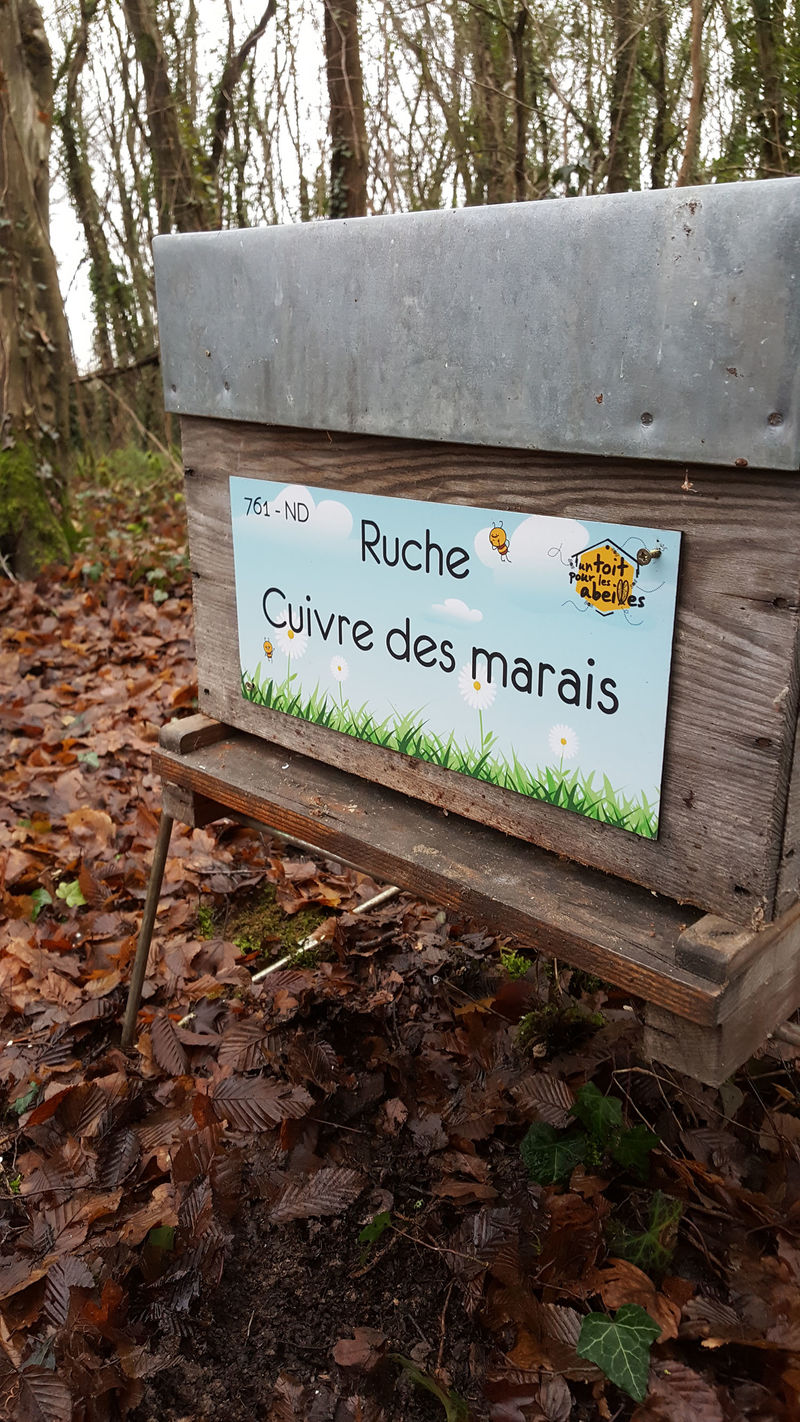 La ruche Cuivre des marais