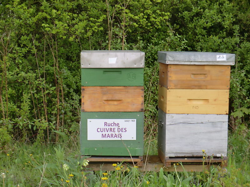 La ruche Cuivre des marais