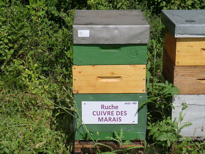 La ruche Cuivre des marais