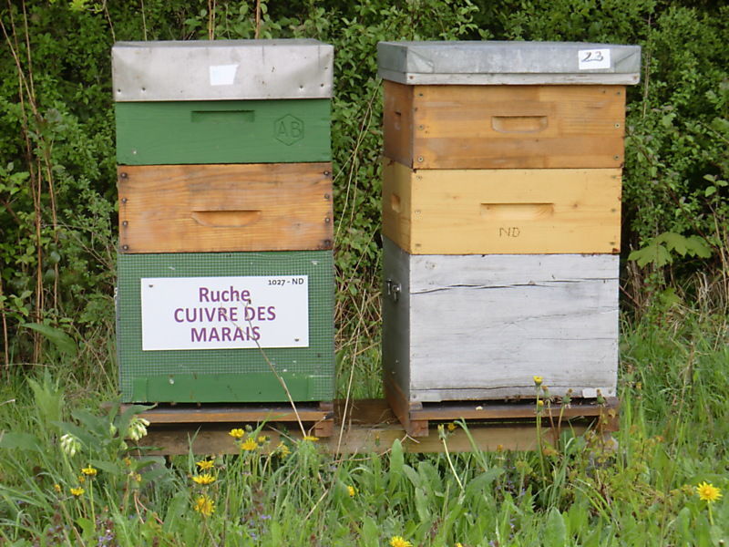 La ruche Cuivre des marais