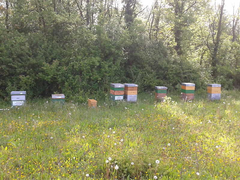 La ruche Cuivre des marais