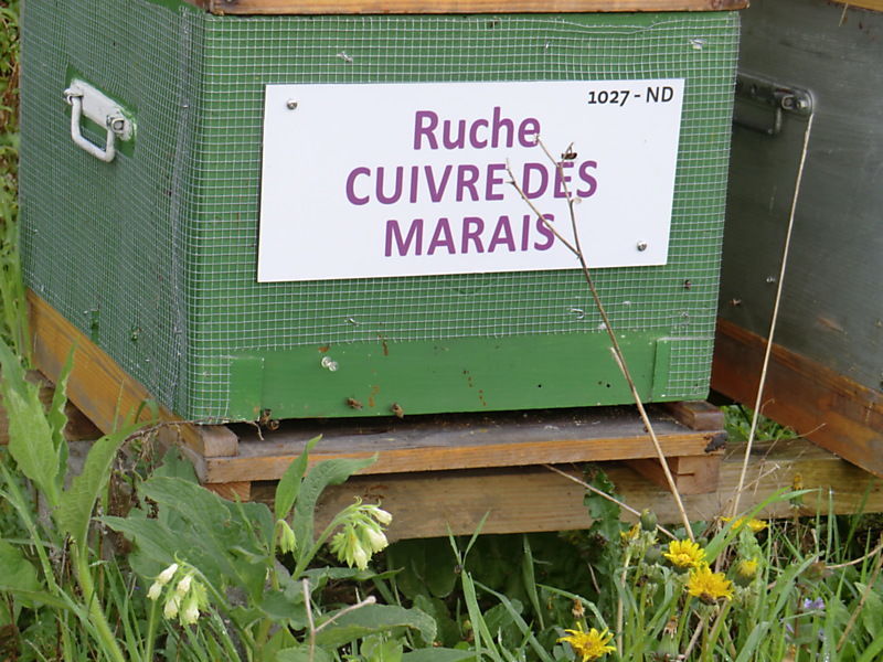 La ruche Cuivre des marais