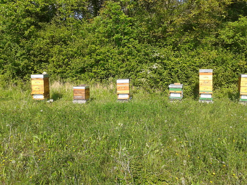 La ruche Cuivre des marais