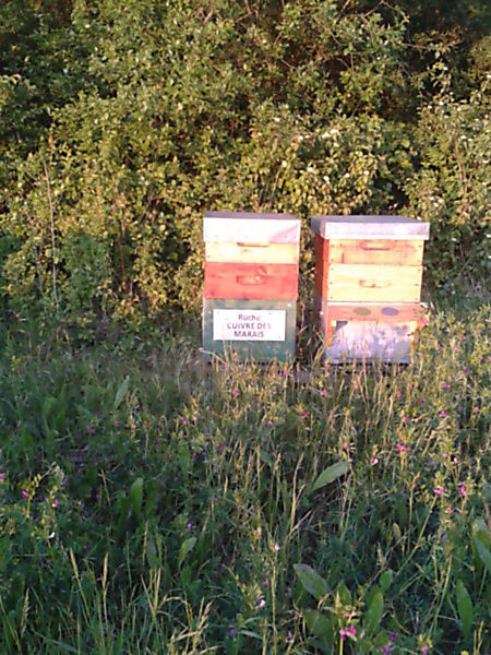 La ruche Cuivre des marais