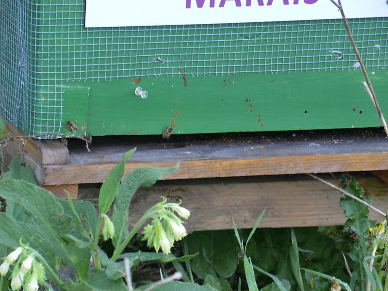 La ruche Cuivre des marais