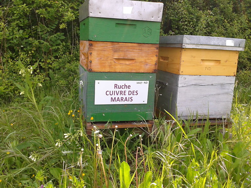 La ruche Cuivre des marais