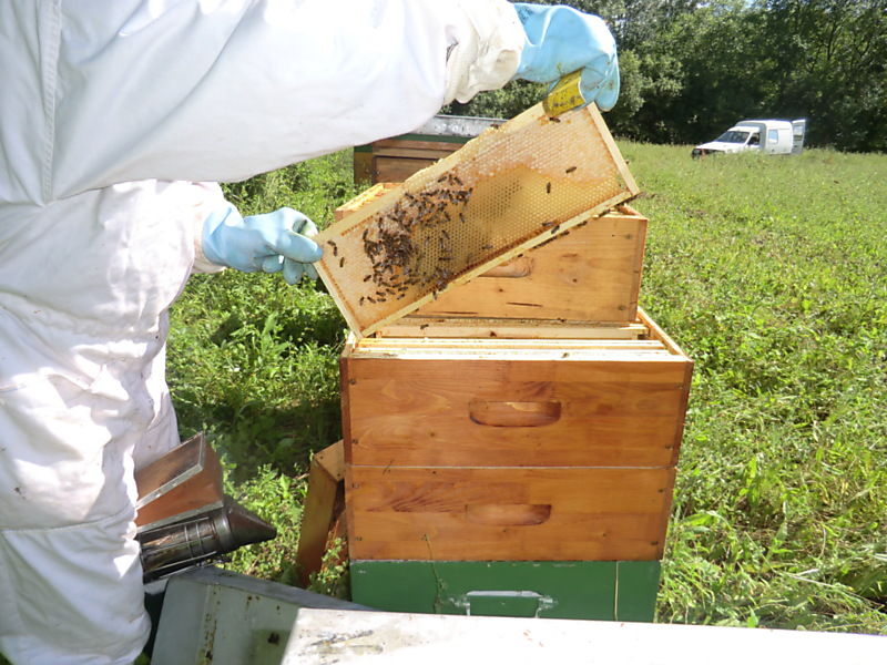 La ruche Cuivre des marais