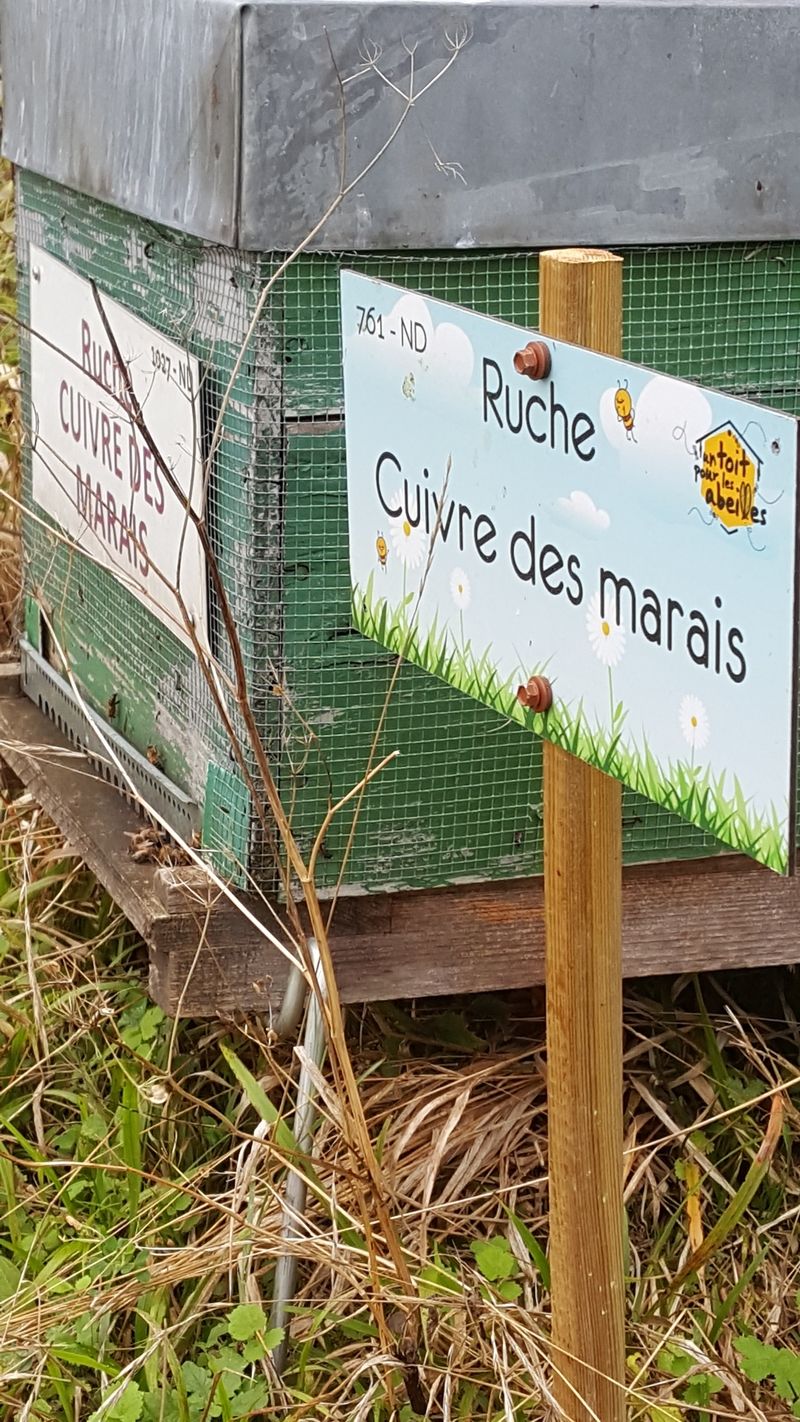 La ruche Cuivre des marais