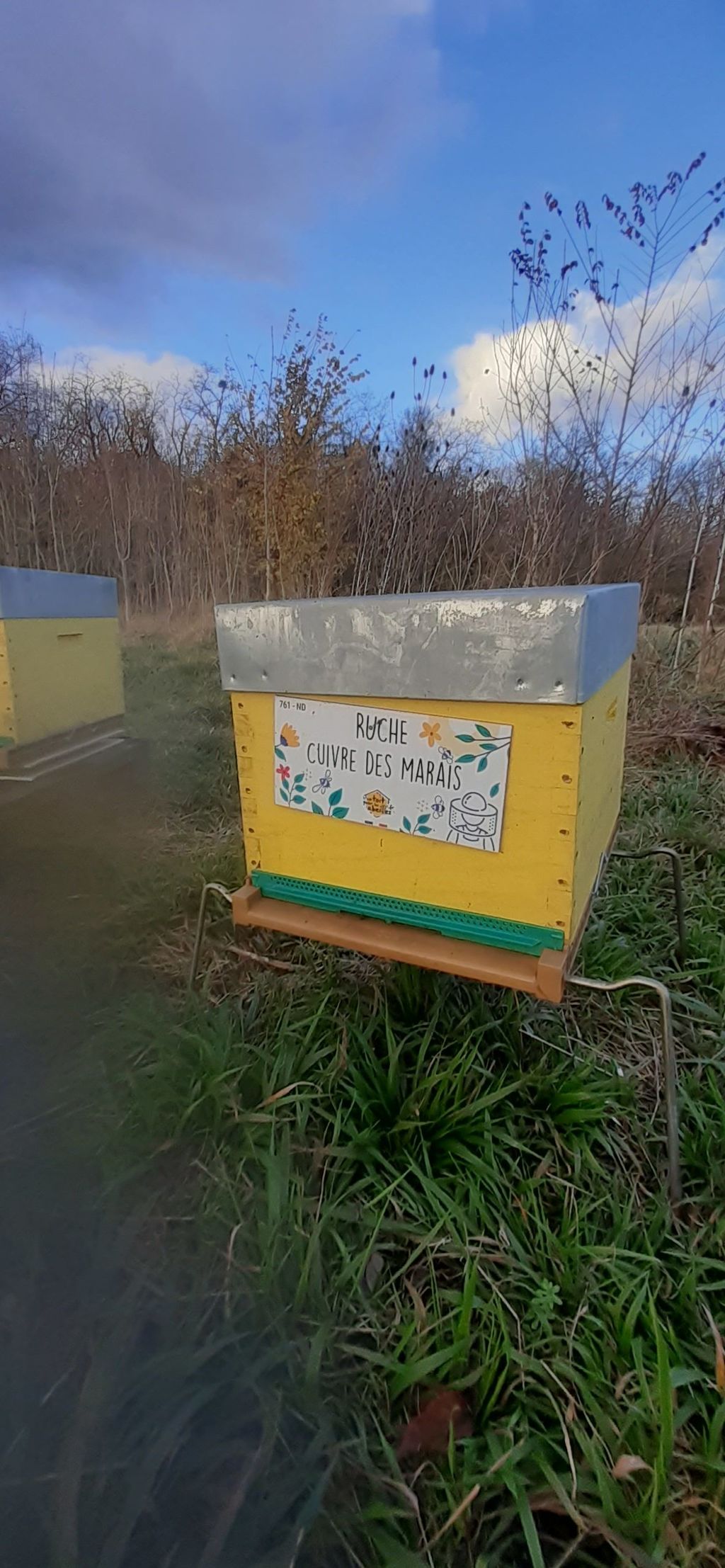 La ruche Cuivre des marais