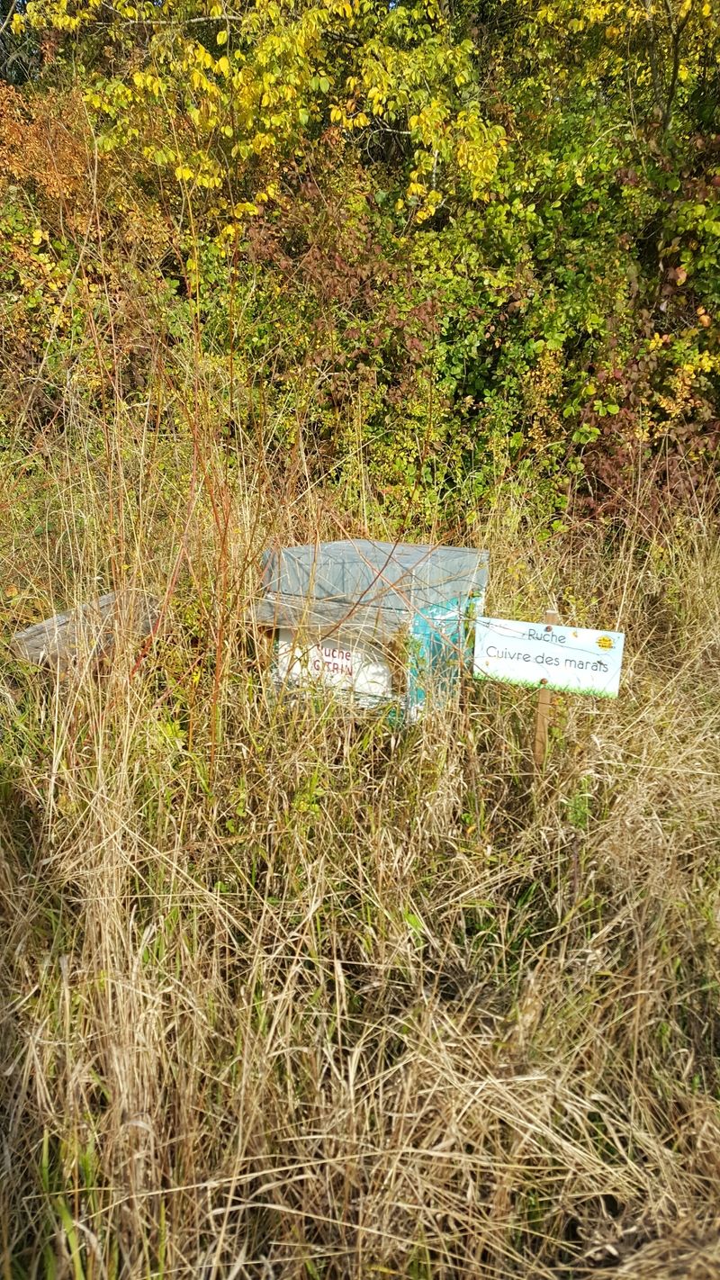 La ruche Cuivre des marais