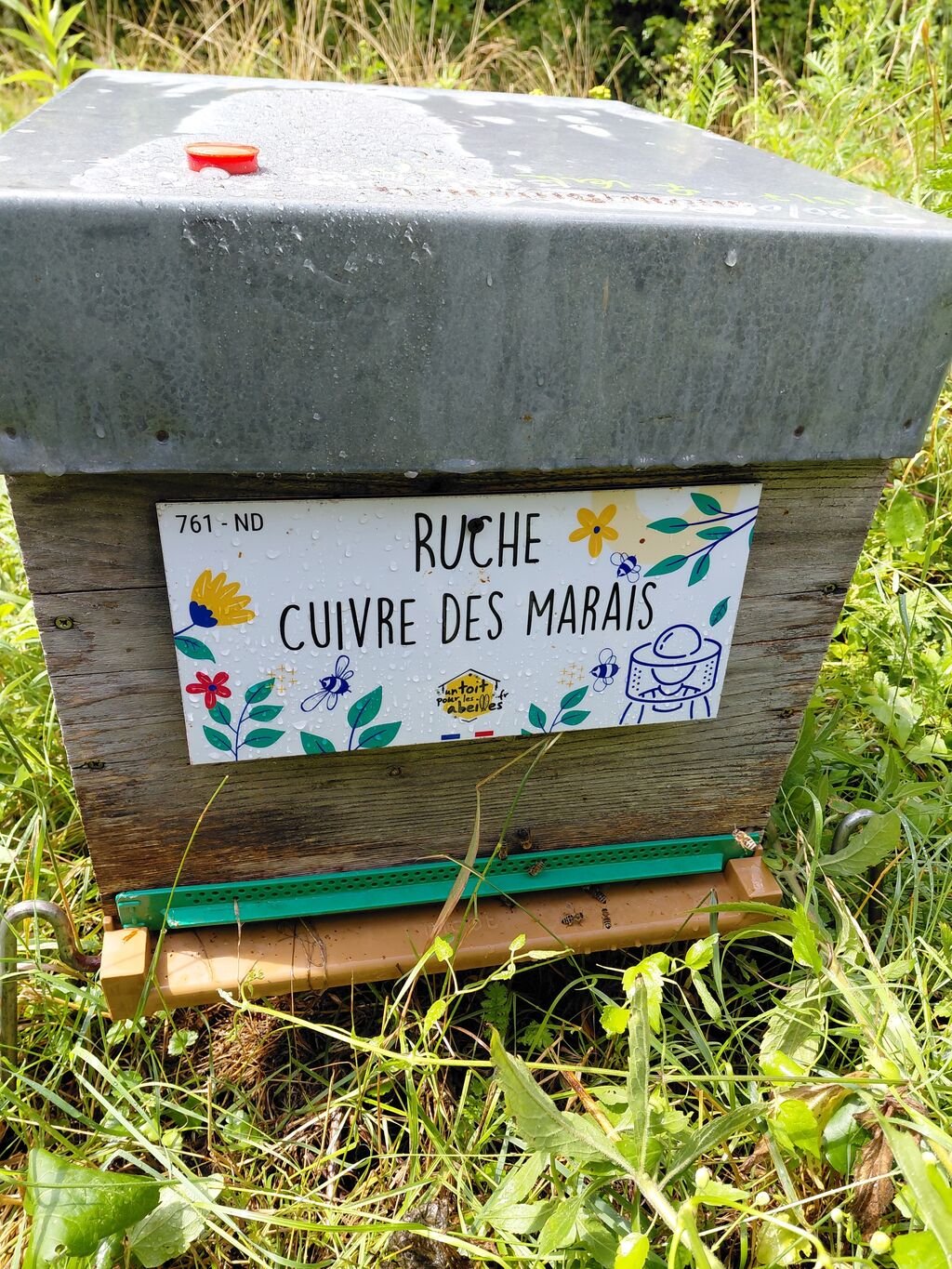 La ruche Cuivre des marais