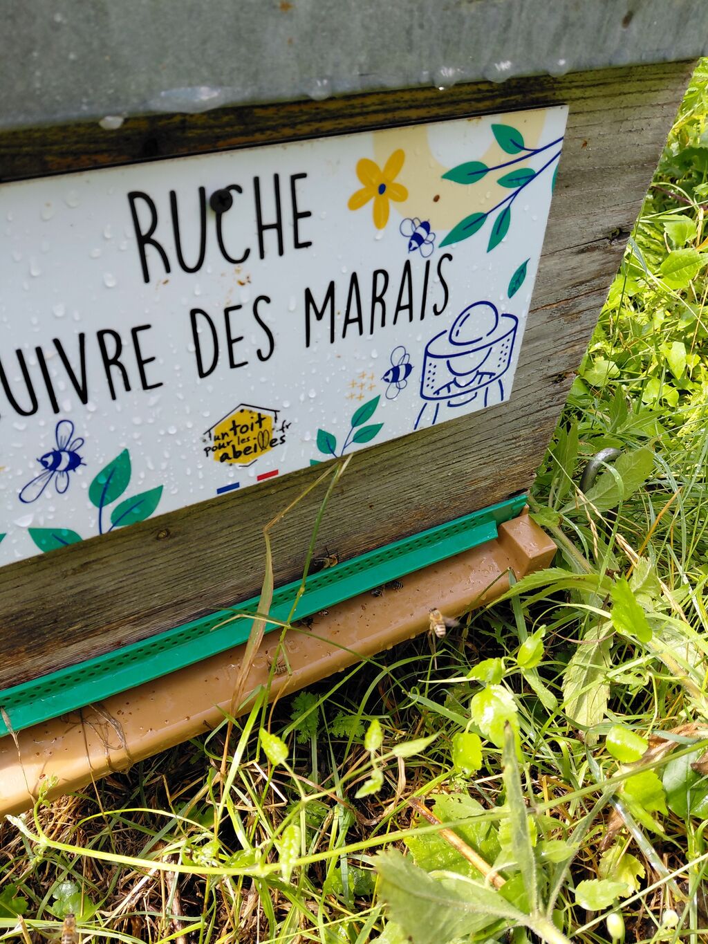 La ruche Cuivre des marais