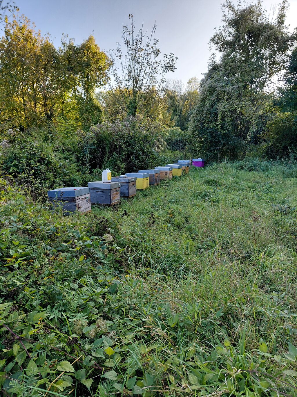 La ruche Cuivre des marais