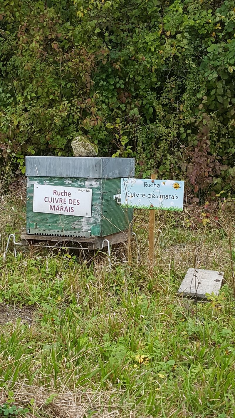 La ruche Cuivre des marais