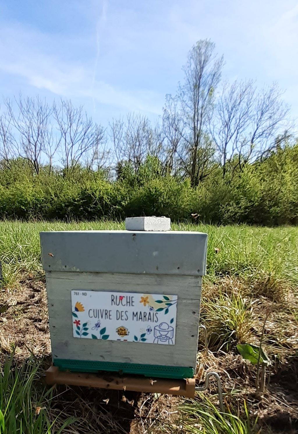 La ruche Cuivre des marais